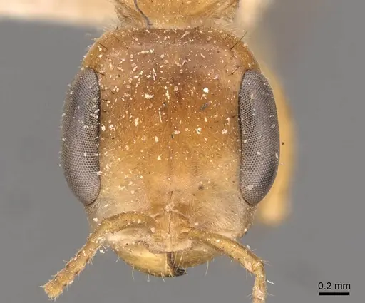 Pseudomyrmex osurus specimen CASENT0907480 image casent0907480_2