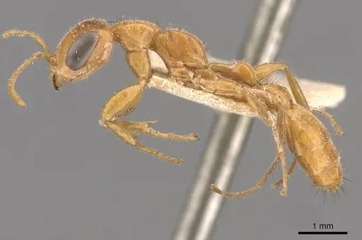Pseudomyrmex osurus specimen CASENT0907480 image casent0907480_3