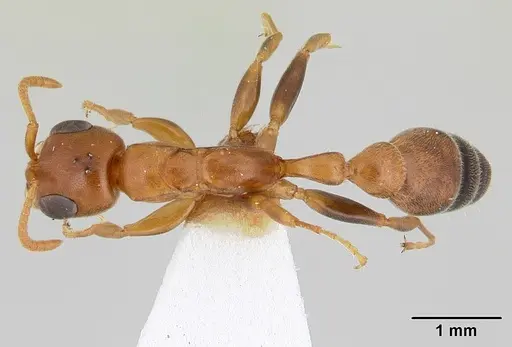 Pseudomyrmex pallens specimen CASENT0178624 image casent0178624_1