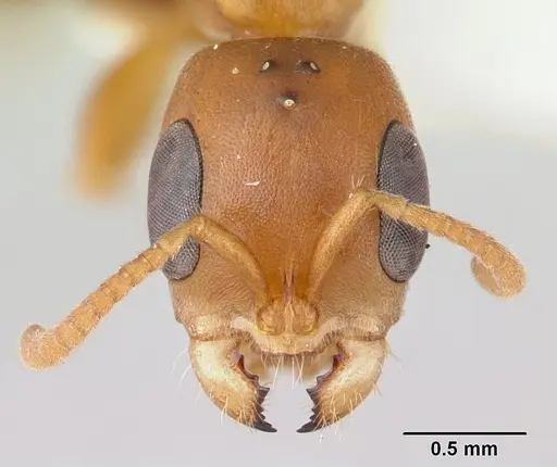 Pseudomyrmex pallens specimen CASENT0178624 image casent0178624_2