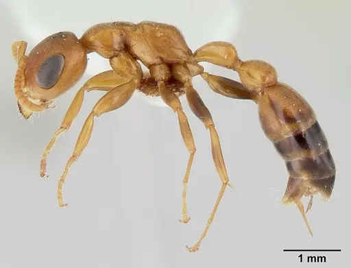 Pseudomyrmex pallens specimen CASENT0178624 image casent0178624_3