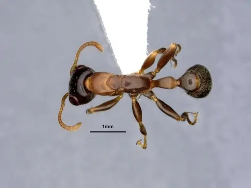 Pseudomyrmex pallens specimen CASENT0865539 image casent0865539_1