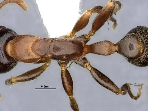 Pseudomyrmex pallens specimen CASENT0865539 image casent0865539_2