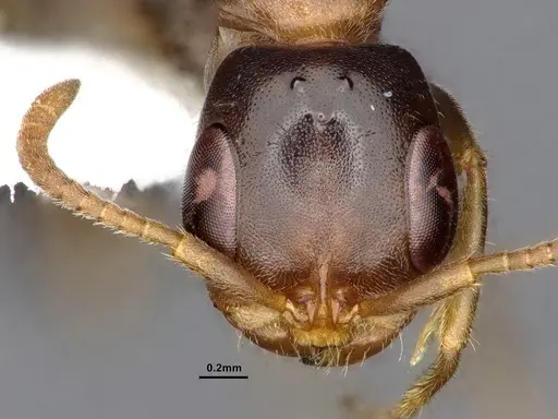 Pseudomyrmex pallens specimen CASENT0865539 image casent0865539_3