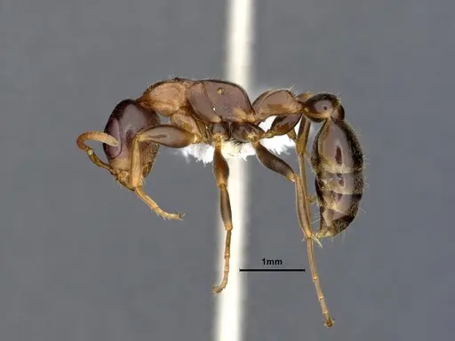 Pseudomyrmex pallens specimen CASENT0865539 image casent0865539_4