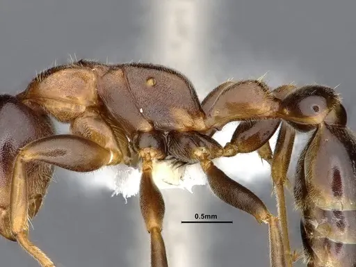 Pseudomyrmex pallens specimen CASENT0865539 image casent0865539_5