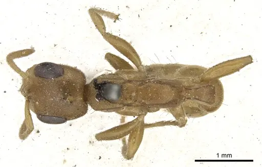 Pseudomyrmex pallens specimen CASENT0902877 image casent0902877_1