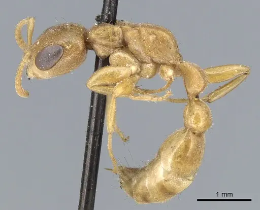 Pseudomyrmex pallens specimen CASENT0902877 image casent0902877_3