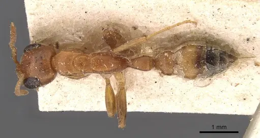 Pseudomyrmex pallens specimen CASENT0907486 image casent0907486_1