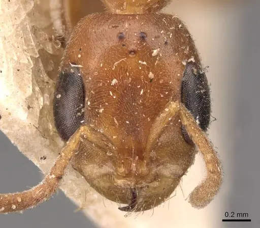Pseudomyrmex pallens specimen CASENT0907486 image casent0907486_2