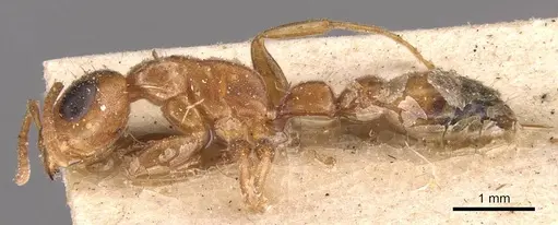 Pseudomyrmex pallens specimen CASENT0907486 image casent0907486_3