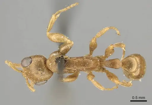 Pseudomyrmex pallens specimen CASENT0915844 image casent0915844_1