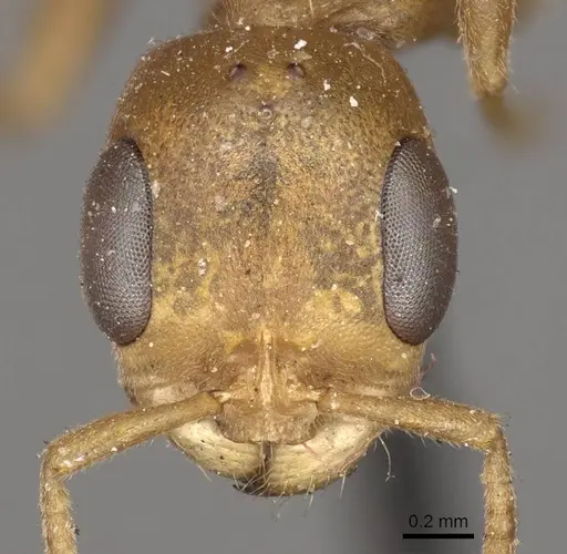 Pseudomyrmex pallens specimen CASENT0915844 image casent0915844_2