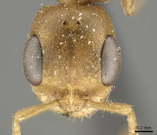 Pseudomyrmex pallens specimen CASENT0915844 image casent0915844_3