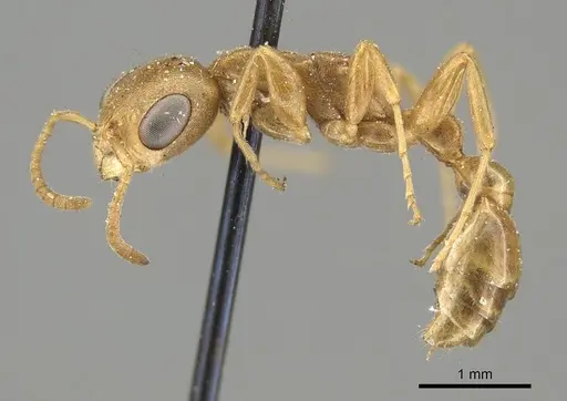 Pseudomyrmex pallens specimen CASENT0915844 image casent0915844_4