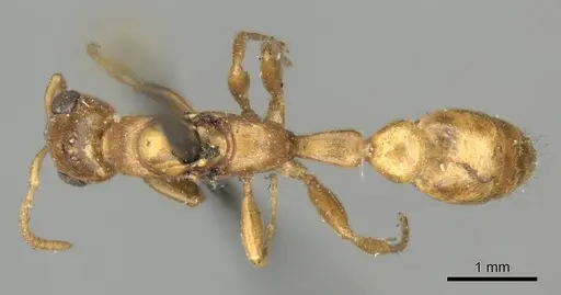 Pseudomyrmex pallens specimen CASENT0915845 image casent0915845_1