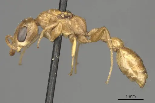 Pseudomyrmex pallens specimen CASENT0915845 image casent0915845_3