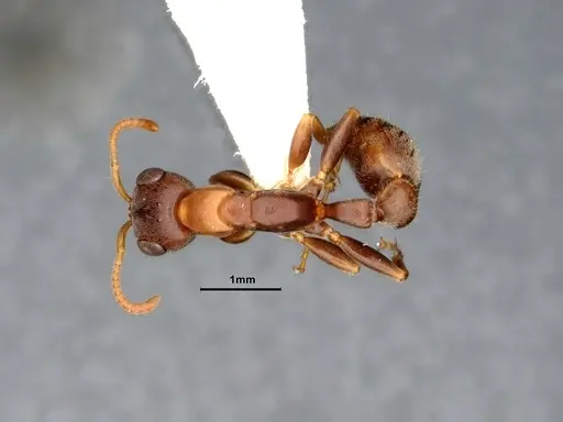 Pseudomyrmex pallens specimen CASENT4032418 image casent4032418_1