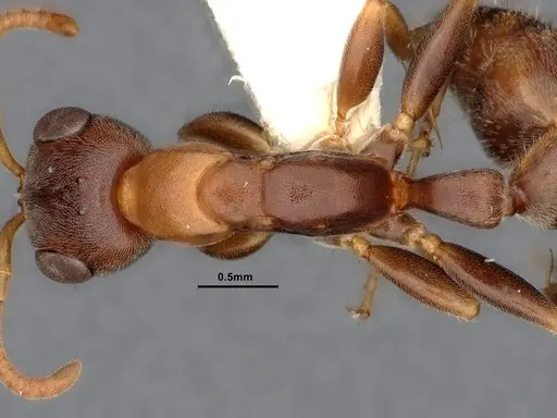 Pseudomyrmex pallens specimen CASENT4032418 image casent4032418_2