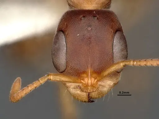 Pseudomyrmex pallens specimen CASENT4032418 image casent4032418_3