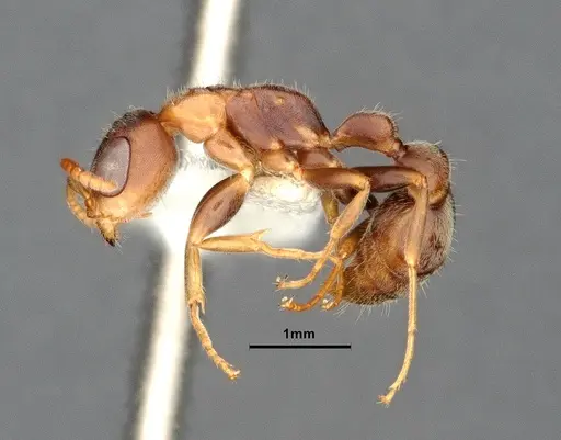 Pseudomyrmex pallens specimen CASENT4032418 image casent4032418_4