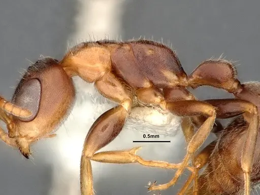 Pseudomyrmex pallens specimen CASENT4032418 image casent4032418_5
