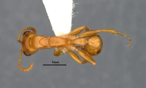Pseudomyrmex pallens specimen CASENT4032419 image casent4032419_1