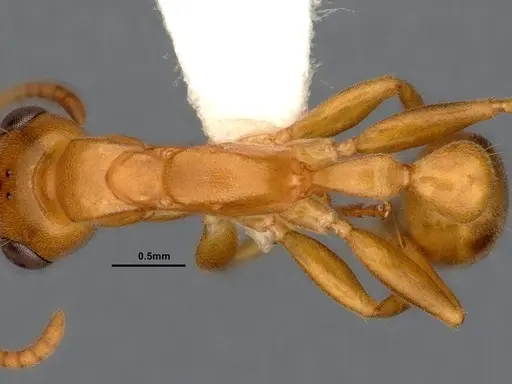 Pseudomyrmex pallens specimen CASENT4032419 image casent4032419_2