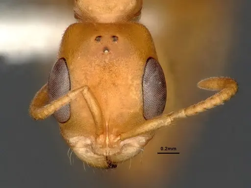 Pseudomyrmex pallens specimen CASENT4032419 image casent4032419_3