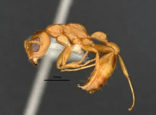 Pseudomyrmex pallens specimen CASENT4032419 image casent4032419_4