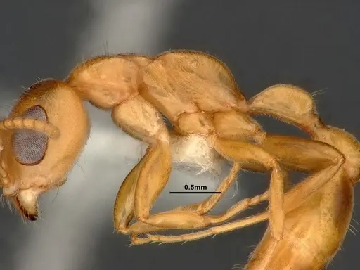 Pseudomyrmex pallens specimen CASENT4032419 image casent4032419_5
