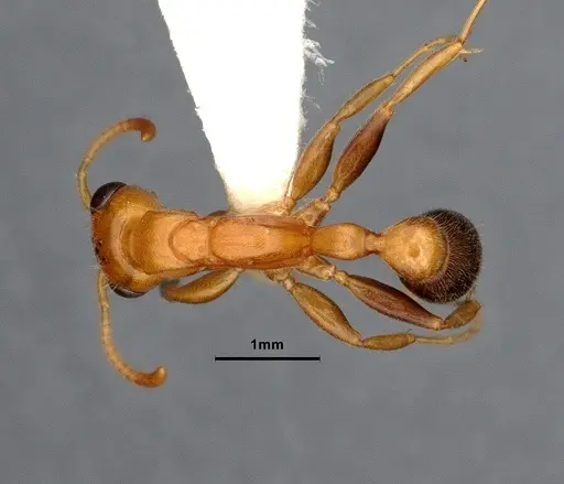 Pseudomyrmex pallens specimen CASENT4032420 image casent4032420_1