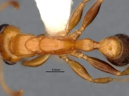 Pseudomyrmex pallens specimen CASENT4032420 image casent4032420_2