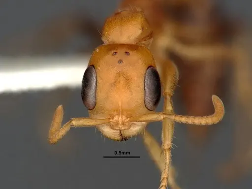 Pseudomyrmex pallens specimen CASENT4032420 image casent4032420_3