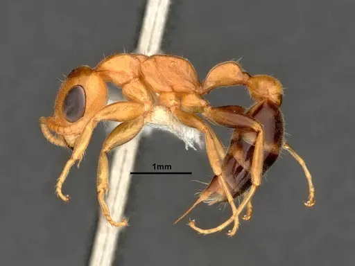 Pseudomyrmex pallens specimen CASENT4032420 image casent4032420_4