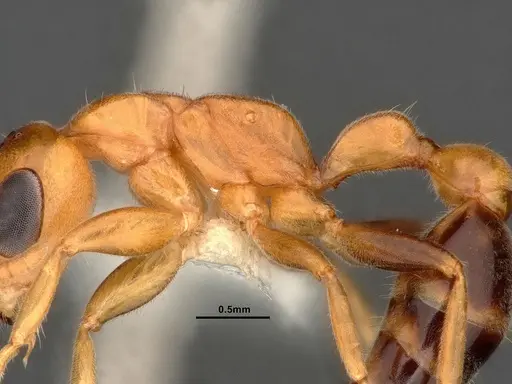 Pseudomyrmex pallens specimen CASENT4032420 image casent4032420_5
