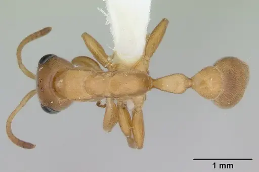 Pseudomyrmex pallens specimen LACMENT142469 image lacment142469_1