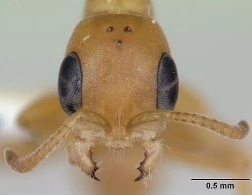 Pseudomyrmex pallens specimen LACMENT142469 image lacment142469_2