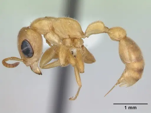 Pseudomyrmex pallens specimen LACMENT142469 image lacment142469_3