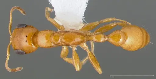 Pseudomyrmex pallidus specimen CASENT0005441 image casent0005441_1