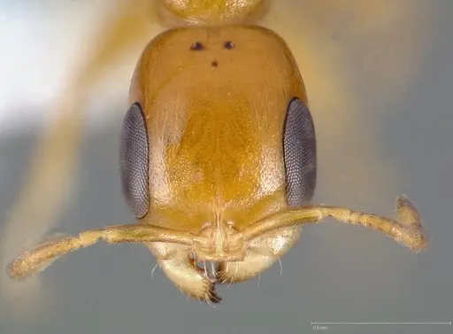 Pseudomyrmex pallidus specimen CASENT0005441 image casent0005441_2