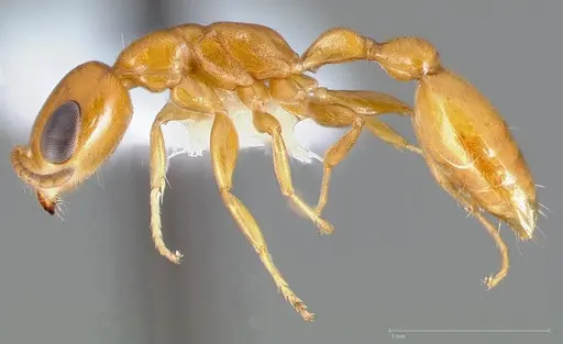 Pseudomyrmex pallidus specimen CASENT0005441 image casent0005441_3