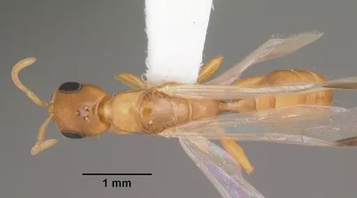 Pseudomyrmex pallidus specimen CASENT0103866 image casent0103866_1