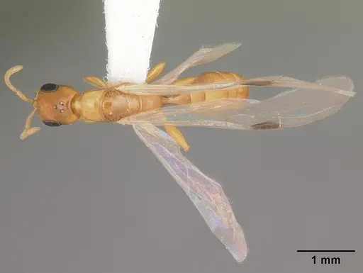 Pseudomyrmex pallidus specimen CASENT0103866 image casent0103866_2