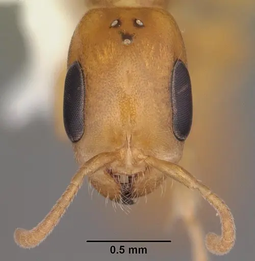 Pseudomyrmex pallidus specimen CASENT0103866 image casent0103866_3