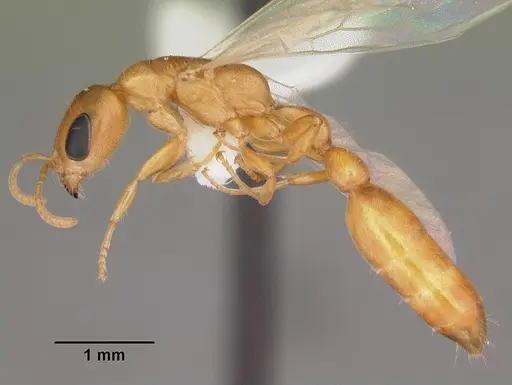 Pseudomyrmex pallidus specimen CASENT0103866 image casent0103866_4