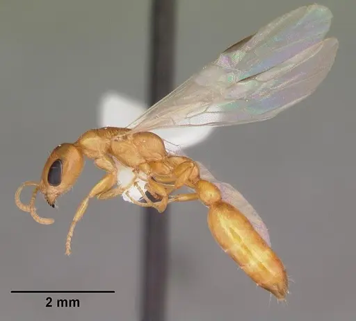 Pseudomyrmex pallidus specimen CASENT0103866 image casent0103866_5