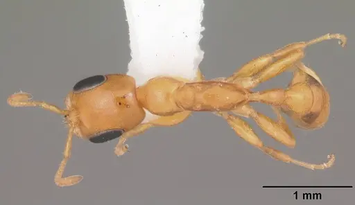 Pseudomyrmex pallidus specimen CASENT0103890 image casent0103890_1