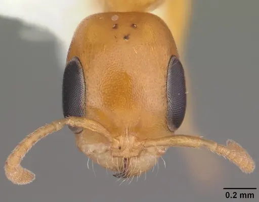 Pseudomyrmex pallidus specimen CASENT0103890 image casent0103890_2