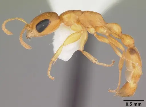 Pseudomyrmex pallidus specimen CASENT0103890 image casent0103890_3